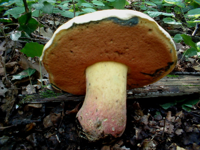 Boletus satanas?